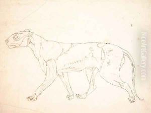 Study of a Tiger, Lateral View, from A Comparative Anatomical Exposition of the Structure of the Human Body with that of a Tiger and a Common Fowl, 1795-1806 10 by George Stubbs