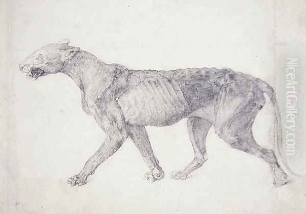 Study of a Tiger, Lateral View, from A Comparative Anatomical Exposition of the Structure of the Human Body with that of a Tiger and a Common Fowl, 1795-1806 11 - view 1