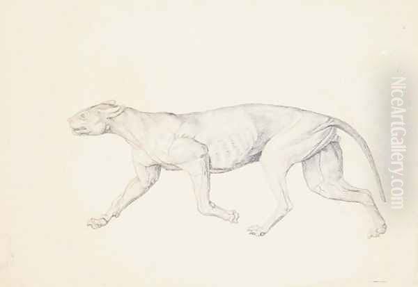Study of a Tiger, Lateral View, from A Comparative Anatomical Exposition of the Structure of the Human Body with that of a Tiger and a Common Fowl, 1795-1806 4 - view 1