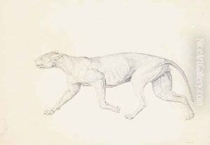 Study of a Tiger, Lateral View, from A Comparative Anatomical Exposition of the Structure of the Human Body with that of a Tiger and a Common Fowl, 1795-1806 4 by George Stubbs