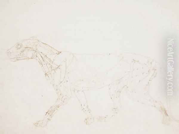 Study of a Tiger, Lateral View, from A Comparative Anatomical Exposition of the Structure of the Human Body with that of a Tiger and a Common Fowl, 1795-1806 8 - view 1