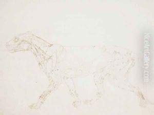 Study of a Tiger, Lateral View, from A Comparative Anatomical Exposition of the Structure of the Human Body with that of a Tiger and a Common Fowl, 1795-1806 8 by George Stubbs