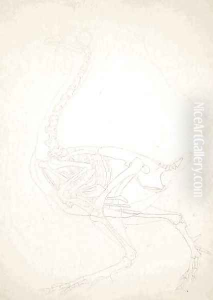 Study of a Fowl, Lateral View, from A Comparative Anatomical Exposition of the Structure of the Human Body with that of a Tiger and a Common Fowl, 1795-1806 8 - view 1