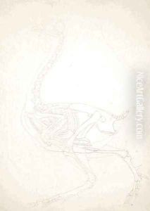 Study of a Fowl, Lateral View, from A Comparative Anatomical Exposition of the Structure of the Human Body with that of a Tiger and a Common Fowl, 1795-1806 8 by George Stubbs