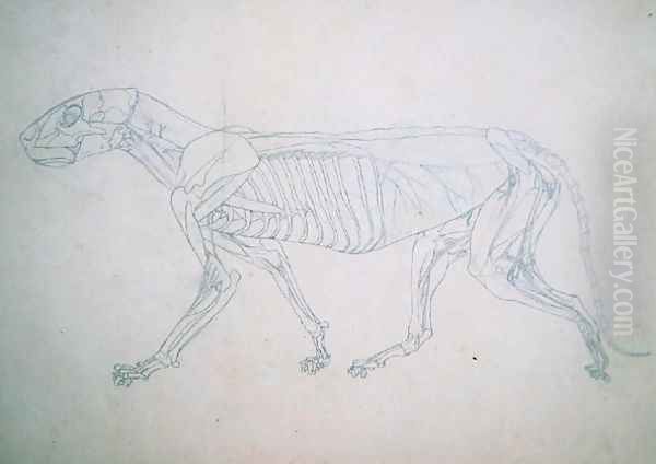 Study of a Tiger, Lateral View, from A Comparative Anatomical Exposition of the Structure of the Human Body with that of a Tiger and a Common Fowl, 1795-1806 13 - view 1