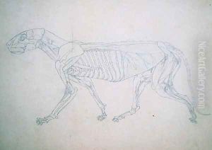 Study of a Tiger, Lateral View, from A Comparative Anatomical Exposition of the Structure of the Human Body with that of a Tiger and a Common Fowl, 1795-1806 13 by George Stubbs