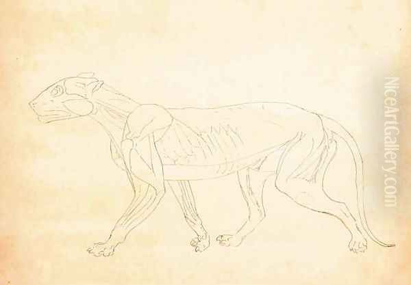 Study of a Tiger, Lateral View, from A Comparative Anatomical Exposition of the Structure of the Human Body with that of a Tiger and a Common Fowl, 1795-1806 6 - view 1