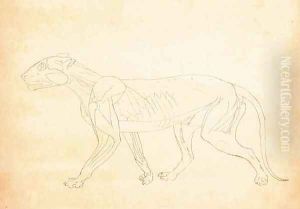 Study of a Tiger, Lateral View, from A Comparative Anatomical Exposition of the Structure of the Human Body with that of a Tiger and a Common Fowl, 1795-1806 6 by George Stubbs