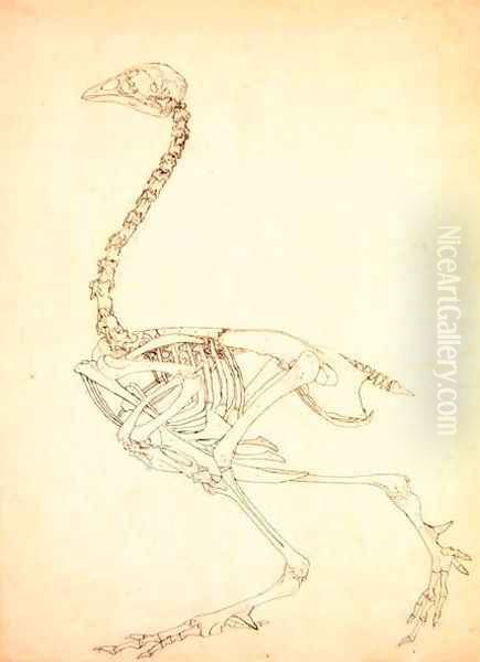 Study of a Fowl, Lateral View, from A Comparative Anatomical Exposition of the Structure of the Human Body with that of a Tiger and a Common Fowl, 1795-1806 12 - view 1