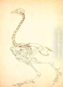 Study of a Fowl, Lateral View, from A Comparative Anatomical Exposition of the Structure of the Human Body with that of a Tiger and a Common Fowl, 1795-1806 12