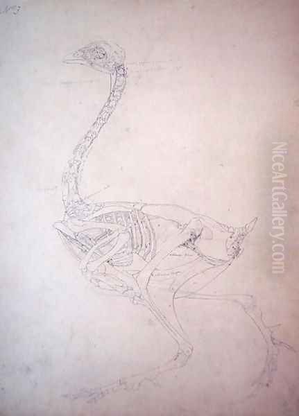 Study of a Fowl, Lateral View, from A Comparative Anatomical Exposition of the Structure of the Human Body with that of a Tiger and a Common Fowl, 1795-1806 2 - view 1
