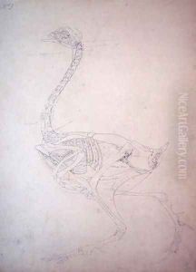 Study of a Fowl, Lateral View, from A Comparative Anatomical Exposition of the Structure of the Human Body with that of a Tiger and a Common Fowl, 1795-1806 2
