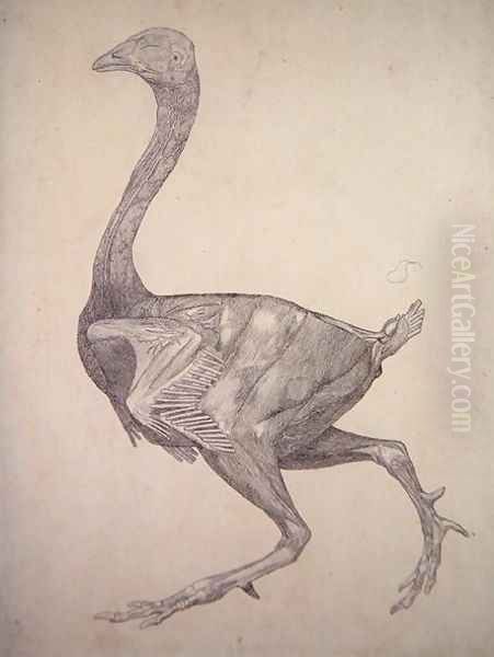 Study of a Fowl, Lateral View, from A Comparative Anatomical Exposition of the Structure of the Human Body with that of a Tiger and a Common Fowl, 1795-1806 4 - view 1