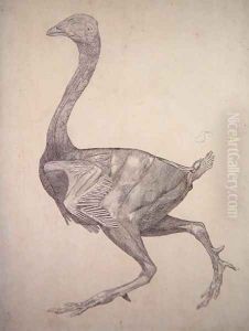Study of a Fowl, Lateral View, from A Comparative Anatomical Exposition of the Structure of the Human Body with that of a Tiger and a Common Fowl, 1795-1806 4