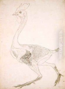Study of a Fowl, Lateral View, from A Comparative Anatomical Exposition of the Structure of the Human Body with that of a Tiger and a Common Fowl, 1795-1806 6