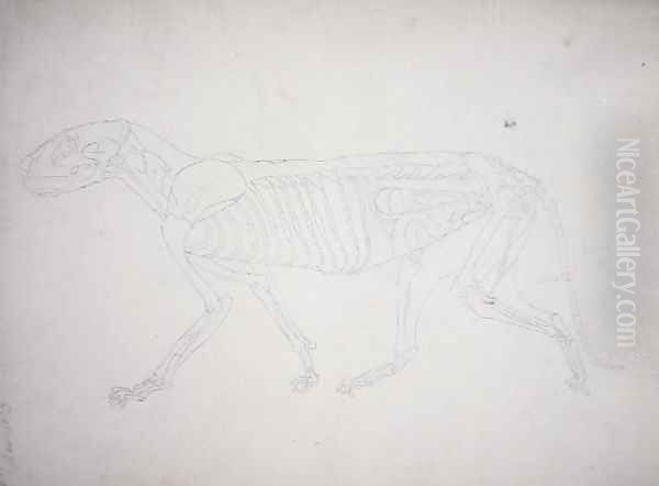 Study of a Tiger, Lateral View, from A Comparative Anatomical Exposition of the Structure of the Human Body with that of a Tiger and a Common Fowl, 1795-1806 12 - view 1