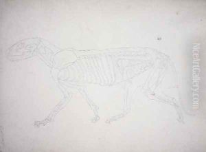 Study of a Tiger, Lateral View, from A Comparative Anatomical Exposition of the Structure of the Human Body with that of a Tiger and a Common Fowl, 1795-1806 12 by George Stubbs