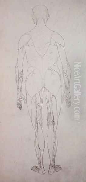 Study of the Human Figure, Posterior View, from A Comparative Anatomical Exposition of the Structure of the Human Body with that of a Tiger and a Common Fowl, c.1795-1806 6 - view 1