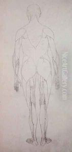 Study of the Human Figure, Posterior View, from A Comparative Anatomical Exposition of the Structure of the Human Body with that of a Tiger and a Common Fowl, c.1795-1806 6 by George Stubbs