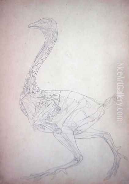Study of a Fowl, Lateral View, from A Comparative Anatomical Exposition of the Structure of the Human Body with that of a Tiger and a Common Fowl, 1795-1806 3 - view 1