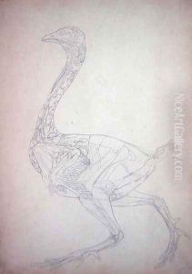 Study of a Fowl, Lateral View, from A Comparative Anatomical Exposition of the Structure of the Human Body with that of a Tiger and a Common Fowl, 1795-1806 3 by George Stubbs