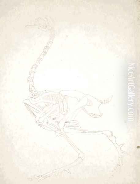 Study of a Fowl, Lateral View, from A Comparative Anatomical Exposition of the Structure of the Human Body with that of a Tiger and a Common Fowl, 1795-1806 9 - view 1