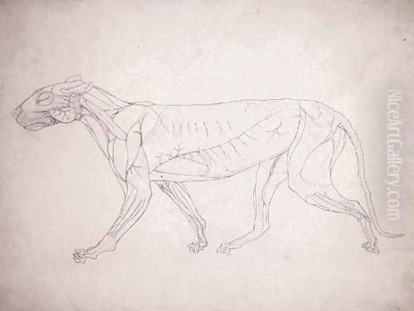 Study of a Tiger, Lateral View, from A Comparative Anatomical Exposition of the Structure of the Human Body with that of a Tiger and a Common Fowl, 1795-1806 14 - view 1