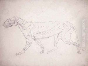 Study of a Tiger, Lateral View, from A Comparative Anatomical Exposition of the Structure of the Human Body with that of a Tiger and a Common Fowl, 1795-1806 14 by George Stubbs