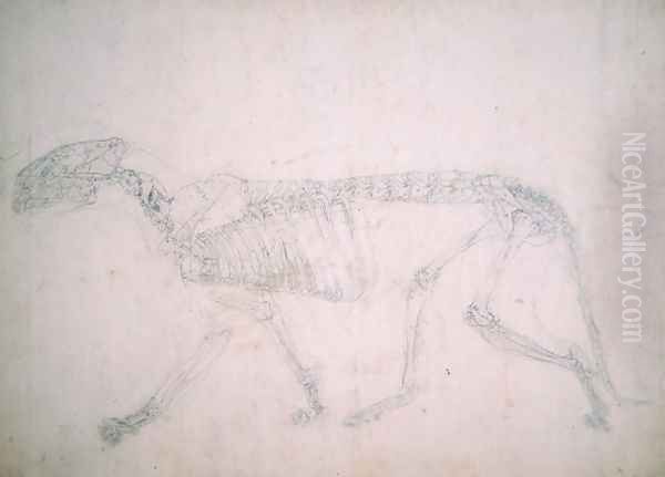 Study of a Tiger, Lateral View, from A Comparative Anatomical Exposition of the Structure of the Human Body with that of a Tiger and a Common Fowl, 1795-1806 18 - view 1