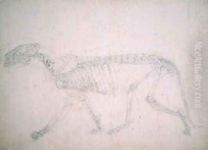 Study of a Tiger, Lateral View, from A Comparative Anatomical Exposition of the Structure of the Human Body with that of a Tiger and a Common Fowl, 1795-1806 18 by George Stubbs