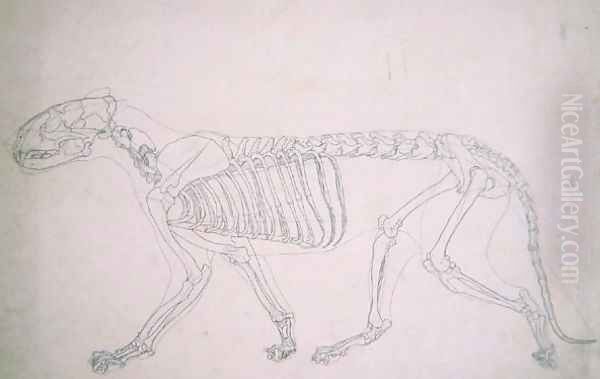 Study of a Tiger, Lateral View, from A Comparative Anatomical Exposition of the Structure of the Human Body with that of a Tiger and a Common Fowl, 1795-1806 17 - view 1