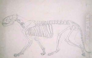Study of a Tiger, Lateral View, from A Comparative Anatomical Exposition of the Structure of the Human Body with that of a Tiger and a Common Fowl, 1795-1806 17 by George Stubbs