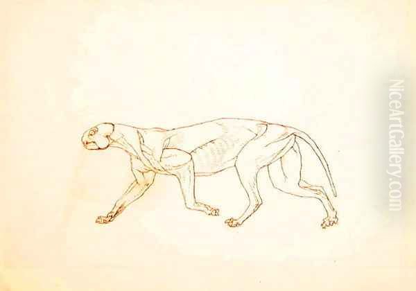 Study of a Tiger, Lateral View, from A Comparative Anatomical Exposition of the Structure of the Human Body with that of a Tiger and a Common Fowl, 1795-1806 2 - view 1
