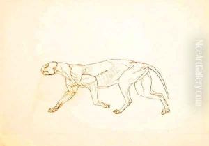 Study of a Tiger, Lateral View, from A Comparative Anatomical Exposition of the Structure of the Human Body with that of a Tiger and a Common Fowl, 1795-1806 2 by George Stubbs