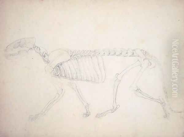 Study of a Tiger, Lateral View, from A Comparative Anatomical Exposition of the Structure of the Human Body with that of a Tiger and a Common Fowl, 1795-1806 21 - view 1
