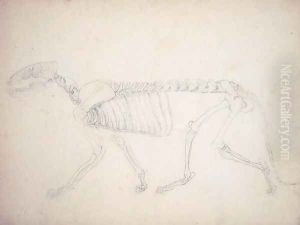 Study of a Tiger, Lateral View, from A Comparative Anatomical Exposition of the Structure of the Human Body with that of a Tiger and a Common Fowl, 1795-1806 21