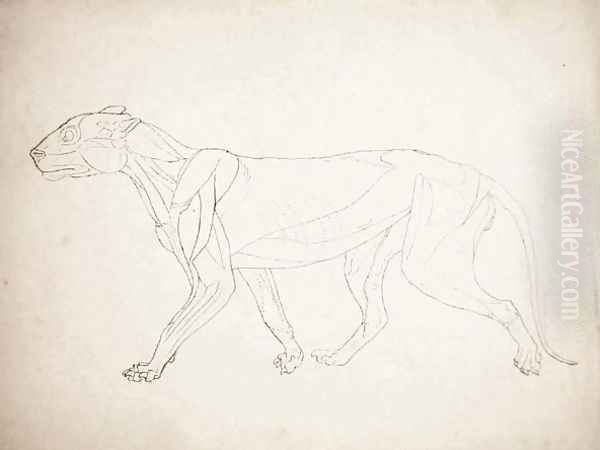 Study of a Tiger, Lateral View, from A Comparative Anatomical Exposition of the Structure of the Human Body with that of a Tiger and a Common Fowl, 1795-1806 9 - view 1