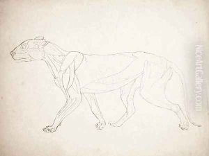 Study of a Tiger, Lateral View, from A Comparative Anatomical Exposition of the Structure of the Human Body with that of a Tiger and a Common Fowl, 1795-1806 9