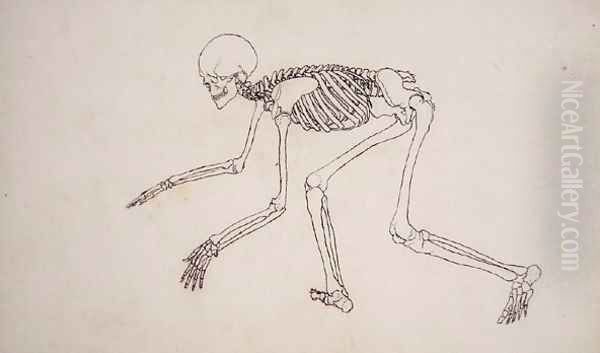Study of the Human Figure, Lateral View, from A Comparative Anatomical Exposition of the Structure of the Human Body with that of a Tiger and a Common Fowl, 1795-1806 2 - view 1