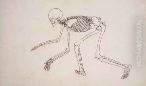 Study of the Human Figure, Lateral View, from A Comparative Anatomical Exposition of the Structure of the Human Body with that of a Tiger and a Common Fowl, 1795-1806 2 by George Stubbs