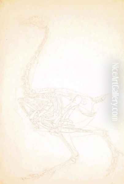 Study of a Fowl, Lateral View, from A Comparative Anatomical Exposition of the Structure of the Human Body with that of a Tiger and a Common Fowl, 1795-1806 11 - view 1