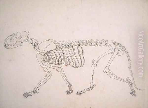 Study of a Tiger, Lateral View, from A Comparative Anatomical Exposition of the Structure of the Human Body with that of a Tiger and a Common Fowl, 1795-1806 20 - view 1
