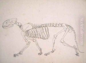 Study of a Tiger, Lateral View, from A Comparative Anatomical Exposition of the Structure of the Human Body with that of a Tiger and a Common Fowl, 1795-1806 20 by George Stubbs