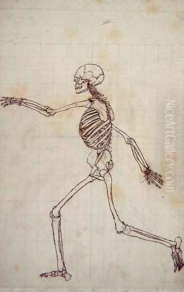 Study of the Human Figure, Lateral View, from A Comparative Anatomical Exposition of the Structure of the Human Body with that of a Tiger and a Common Fowl, 1795-1806 5 - view 1