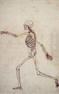 Study of the Human Figure, Lateral View, from A Comparative Anatomical Exposition of the Structure of the Human Body with that of a Tiger and a Common Fowl, 1795-1806 5 by George Stubbs