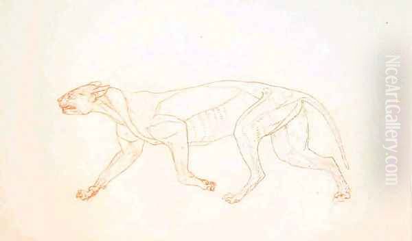 Study of a Tiger, Lateral View, from A Comparative Anatomical Exposition of the Structure of the Human Body with that of a Tiger and a Common Fowl, 1795-1806 3 - view 1