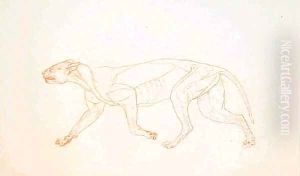 Study of a Tiger, Lateral View, from A Comparative Anatomical Exposition of the Structure of the Human Body with that of a Tiger and a Common Fowl, 1795-1806 3 by George Stubbs