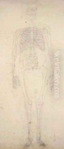 Study of the Human Figure, Anterior View, from A Comparative Anatomical Exposition of the Structure of the Human Body with that of a Tiger and a Common Fowl, c.1795-1806 2 by George Stubbs