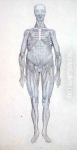 Study of the Human Figure, Anterior View, from A Comparative Anatomical Exposition of the Structure of the Human Body with that of a Tiger and a Common Fowl, c.1795-1806 5