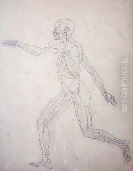 Study of the Human Figure, Lateral View, from A Comparative Anatomical Exposition of the Structure of the Human Body with that of a Tiger and a Common Fowl, c.1795-1806 3 - view 1